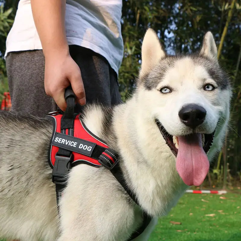 Laisse pour chiens de taille moyenne et grande avec gilet de poitrine
