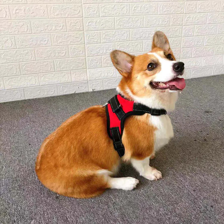 Gilet pour Petit Chien avec Design de Poitrine et Dos en Corde