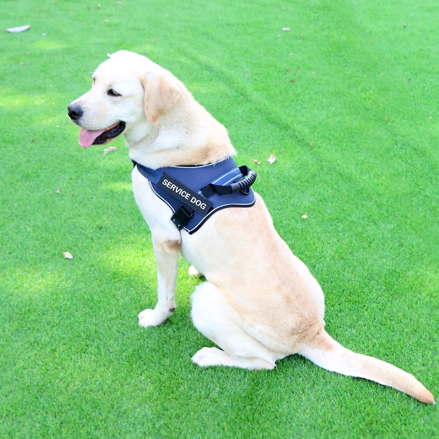 Laisse pour chiens de taille moyenne et grande avec gilet de poitrine