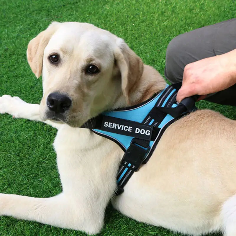 Laisse pour chiens de taille moyenne et grande avec gilet de poitrine